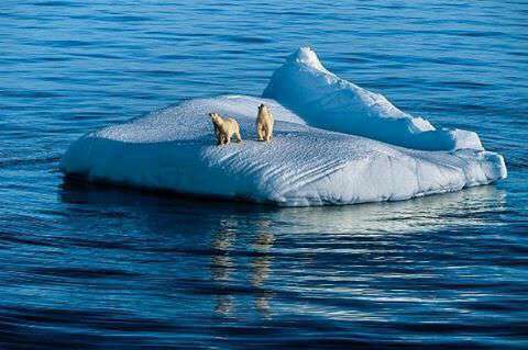 خرس قطبی و بچه دو ساله اش ک روی یک تکه یخ شناور در قطب گیر افتاده اند